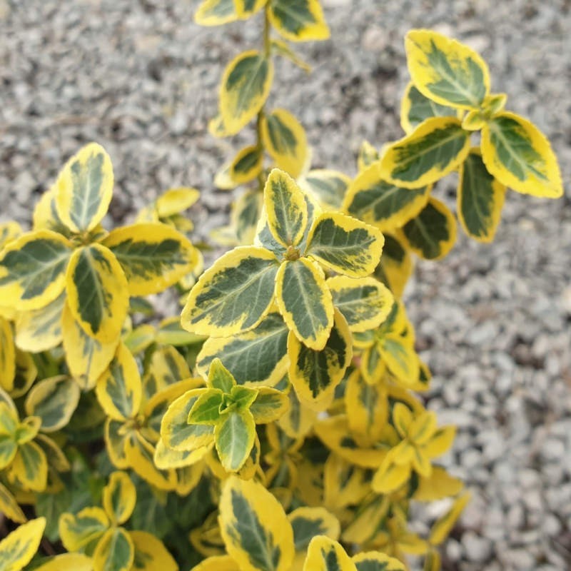 Segliņš, fortina ,,Emerald,n Gold,, /Euonymus fortunei/ - P9 kont.