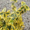 Ožekšnis, fortūno ,,Emerald,n Gold,, /Euonymus fortunei/ - P9 kont.