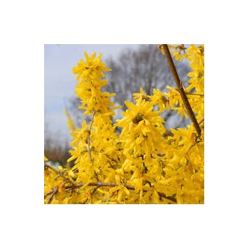 Forsītija, vidējā 'Lynwood' /Forsythia x intermedia/- P9 kont.