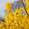 Forsitija, tarpinė 'Lynwood' /Forsythia x intermedia/- P9 kont.
