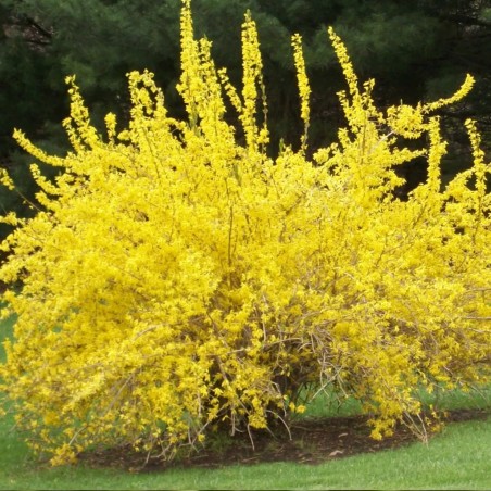 Forsitija, tarpinė 'Lynwood' /Forsythia x intermedia/- P9 kont.