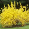 Forsitija, tarpinė 'Lynwood' /Forsythia x intermedia/- P9 kont.