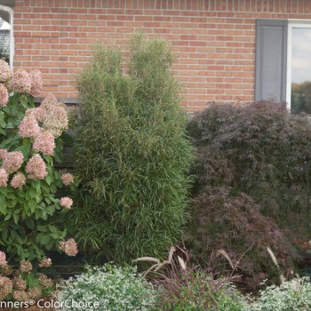 Krūklis, parastais ,,Fine Line,, /rhamnus frangula/ - P9 kont.
