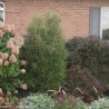 Krūklis, parastais ,,Fine Line,, /rhamnus frangula/ - P9 kont.