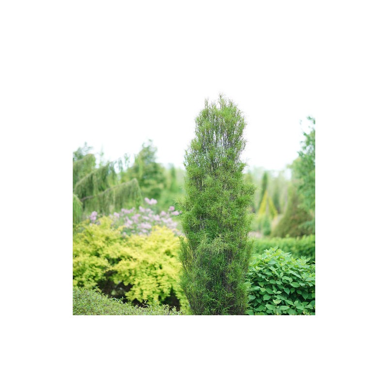 Krūklis, parastais ,,Fine Line,, /rhamnus frangula/ - P9 kont.