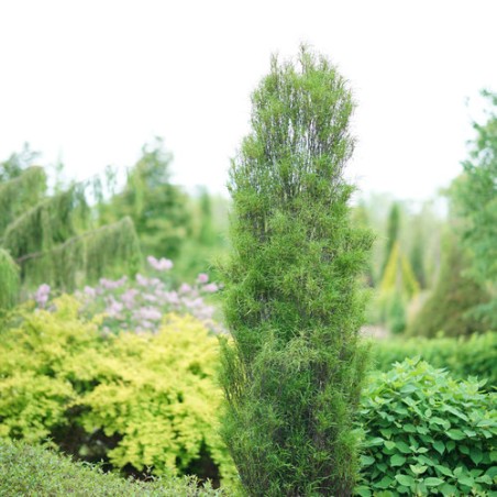 Krūklis, parastais ,,Fine Line,, /rhamnus frangula/ - C2 kont.
