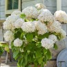 Hortenzija, medlievinė ,,Candybelle Marshmallow,,  /Hydrangea arborescens/ - P9 kont.