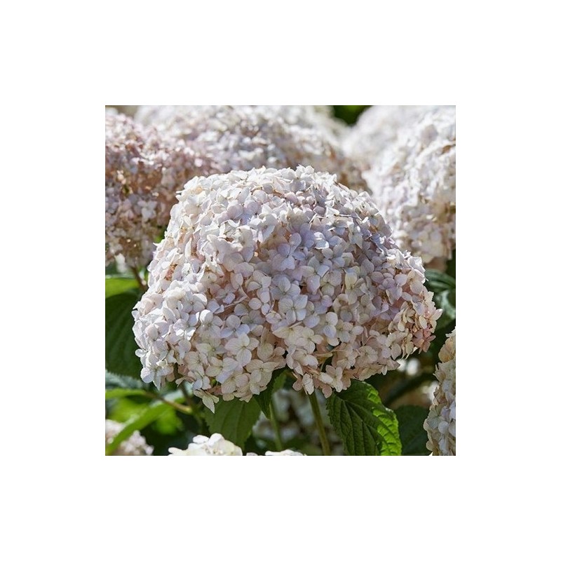 Hortenzija, kokveida ,,Candybelle Marshmallow,,  /Hydrangea arborescens/ - P9 kont.