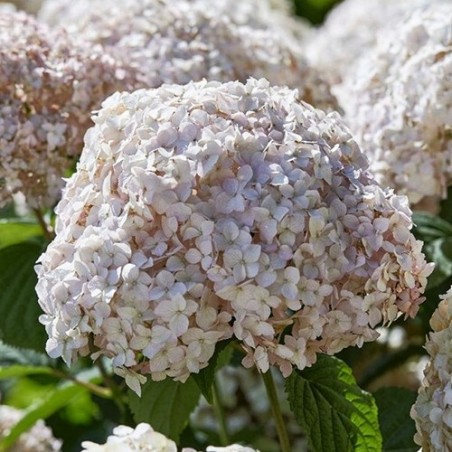 Hortenzija, medlievinė ,,Candybelle Marshmallow,,  /Hydrangea arborescens/ - P9 kont.
