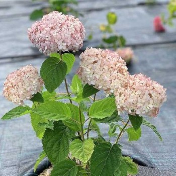 Hortenzija, medlievinė ,,Candybelle Marshmallow,,  /Hydrangea arborescens/ - P9 kont.