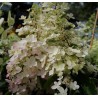 Hortenzija, skarainā ,,Candlelight,, /Hydrangea paniculata/ - P9 kont.