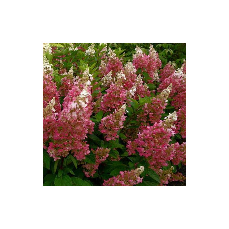 Hortenzija, skarainā ,,Candlelight,, /Hydrangea paniculata/ - P9 kont.