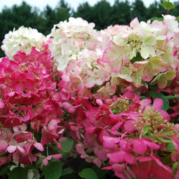 Hortenzija, šluotelinė ,,Diamond Rouge,, /Hydrangea paniculata/ - P9 kont.