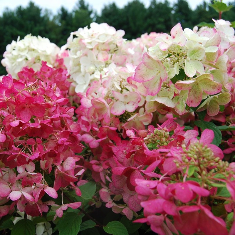 Hortenzija, skarainā ,,Diamond Rouge,, /Hydrangea paniculata/ - P9 kont.