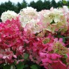 Hortenzija, skarainā ,,Diamond Rouge,, /Hydrangea paniculata/ - P9 kont.