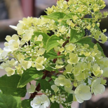 Hortenzija, šluotelinė ,,Diamond Rouge,, /Hydrangea paniculata/ - P9 kont.
