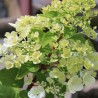 Hortenzija, šluotelinė ,,Diamond Rouge,, /Hydrangea paniculata/ - P9 kont.