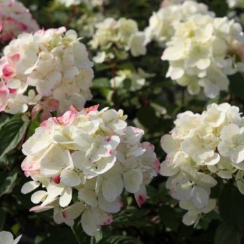 Hortenzija, skarainā ,,Diamond Rouge,, /Hydrangea paniculata/ - P9 kont.