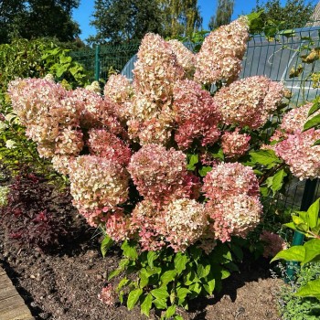 Hortenzija, šluotelinė ,,Phantom,, /hydrangea paniculata/ - P9 kont.