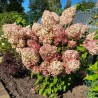Hortenzija, skarainā ,,Phantom,, /hydrangea paniculata/ - P9 kont.
