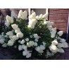 Hortenzija, skarainā ,,Polar Bear,, /Hydrangea paniculata/ - P12 kont.