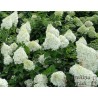 Hortenzija, skarainā ,,Polar Bear,, /Hydrangea paniculata/ - P12 kont.