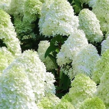 Hortenzija, skarainā ,,Polar Bear,, /Hydrangea paniculata/ - P12 kont.