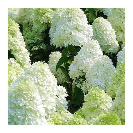 hortenzija-skarain-polar-bear-hydrangea-paniculata-p9-kont
