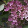 Hortenzija, skarainā ,,Wim's Red,, /Hydrangea paniculata/ - P9 kont.
