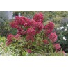 Hortenzija, šluotelinė ,,Wim's Red,, /Hydrangea paniculata/ - P9 kont.