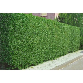 Ligustras, paprastasis ,,Atrovirens,, /ligustrum vulgare/ - Kailsaknis sodinukas, 40-70cm.