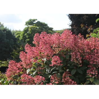 Hortenzija, skarainā ,,Wim's Red,, /Hydrangea paniculata/ - P9 kont.