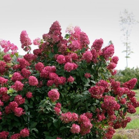 Hortenzija, šluotelinė ,,Wim's Red,, /Hydrangea paniculata/ - P9 kont.