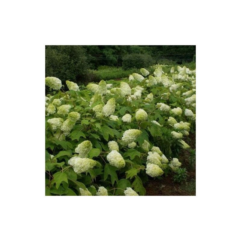 Hortenzija, ažuolinė 'Harmony' /hydrangea quercifolia/ - P12 kont.