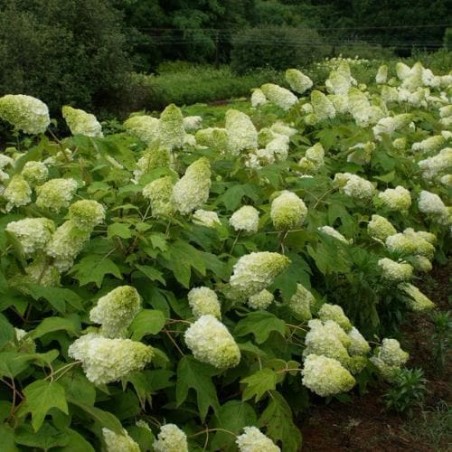 Hortenzija, ažuolinė 'Harmony' /hydrangea quercifolia/ - P12 kont.