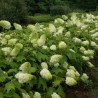 Hortenzija, ozollapu 'Harmony' /hydrangea quercifolia/ - P12 kont.
