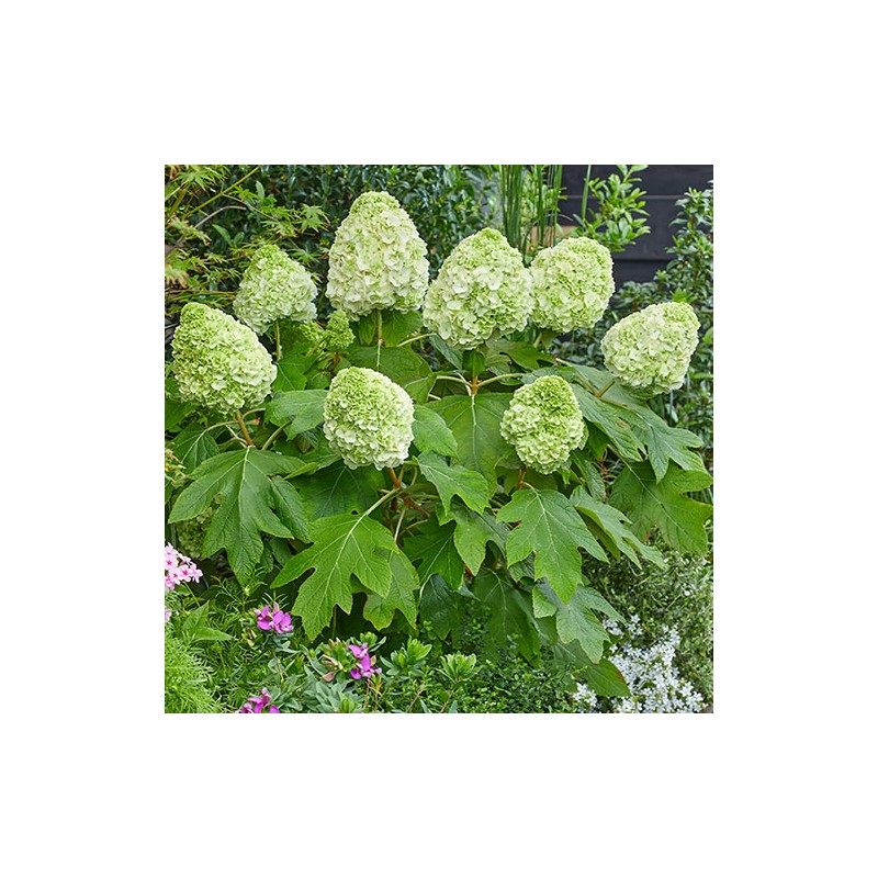 Hortenzija, ažuolinė 'Tara' /hydrangea quercifolia/ - P12 kont.