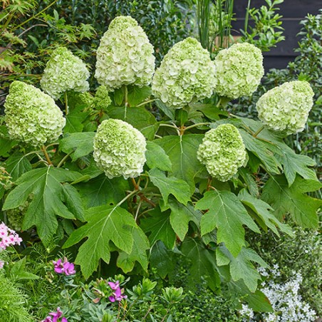 Hortenzija, ažuolinė 'Tara' /hydrangea quercifolia/ - P12 kont.