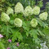 Hortenzija, ozollapu 'Tara' /hydrangea quercifolia/ - P12 kont.