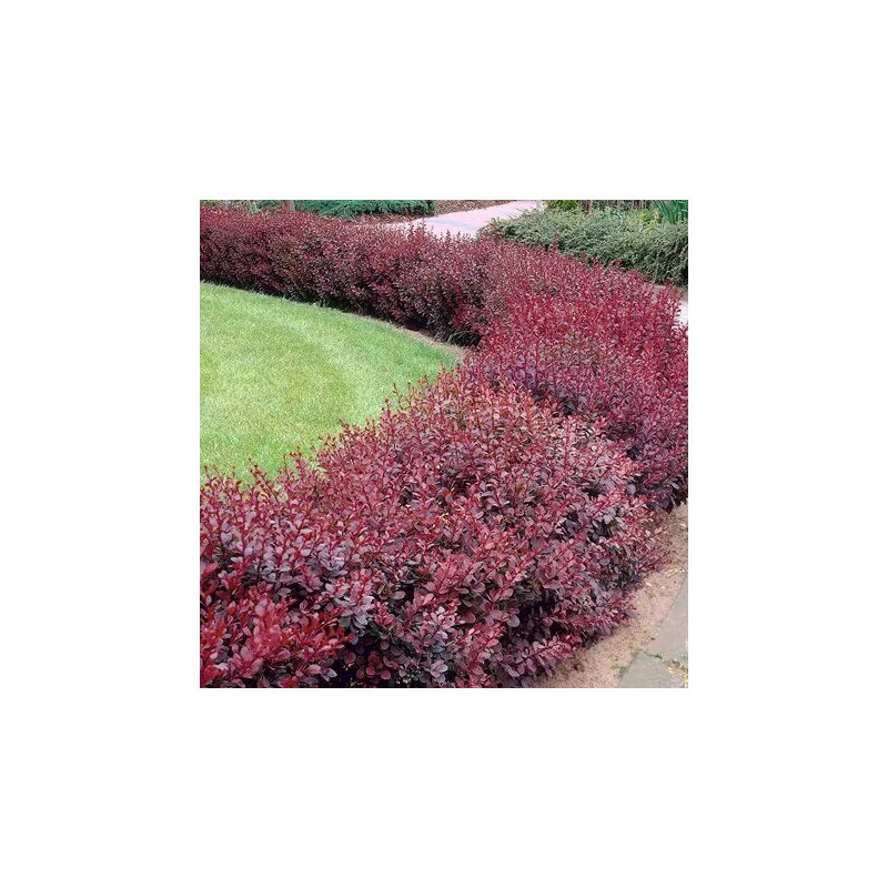 Raugerškis, Tunbergo "Atropurpurea" /berberis thunbergii/ - P9 kont.