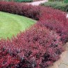Raugerškis, Tunbergo "Atropurpurea" /berberis thunbergii/ - P9 kont.