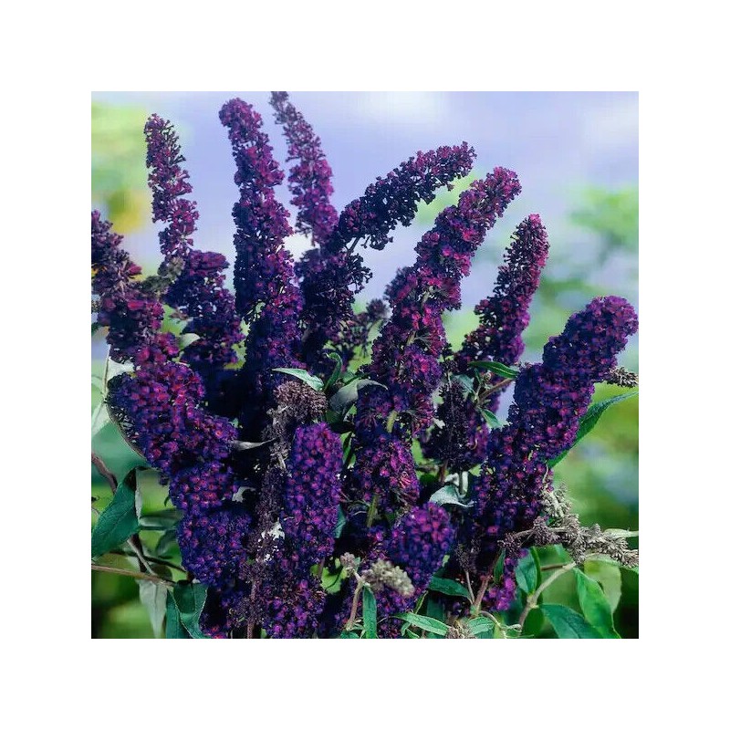 Budlėja, Dovydo ,,Black Knight,, /Buddleja davidii/- P9 kont.