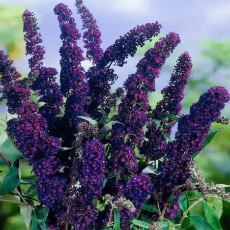 Budleja, Dāvida,, Black Knight,, /Buddleja davidii/- P9 kont.