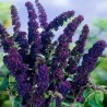 Budleja, Dāvida,, Black Knight,, /Buddleja davidii/- P9 kont.