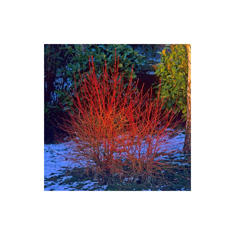 Sedulas, paprastasis 'Midwinter Fire' /Cornus sanguinea/ - P9 kont.
