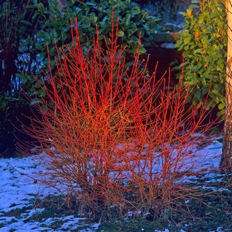 Grimonis, asinssarkanais 'Midwinter Fire' /Cornus sanguinea/ - P9 kont.