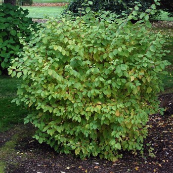 Sedulas, paprastasis 'Midwinter Fire' /Cornus sanguinea/ - P9 kont.
