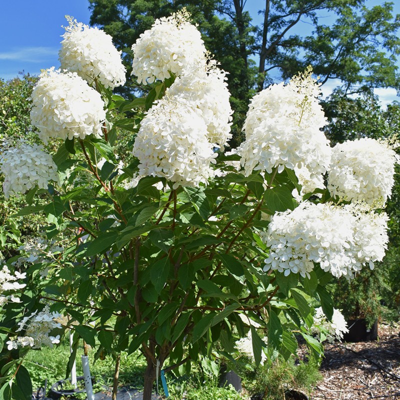 Hortenzija, šluotelinė ,,Phantom,, /hydrangea paniculata/ - P9 kont.