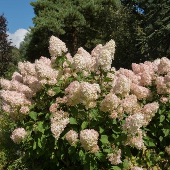 Hortenzija, šluotelinė ,,Phantom,, /hydrangea paniculata/ - P9 kont.