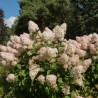 Hortenzija, šluotelinė ,,Phantom,, /hydrangea paniculata/ - P9 kont.